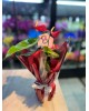 Red Anthurium Çiçeği